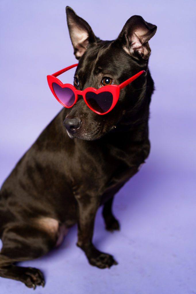 Mocha at Animal Protection Society of Durham