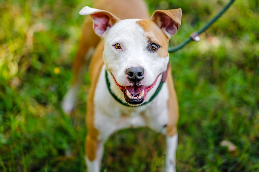 Adoptable pet of the week