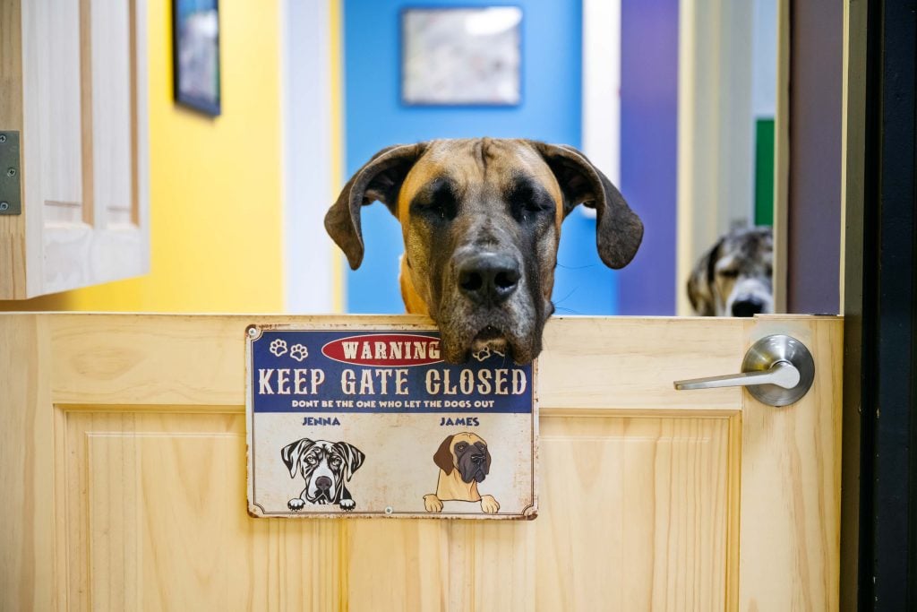 James, a Great Dane mascot, happily greets guests as Jenna approaches the gate.