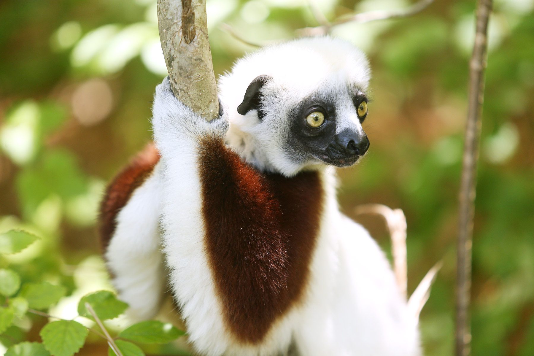 A lemur at Duke Lemur Center hangs from a tree