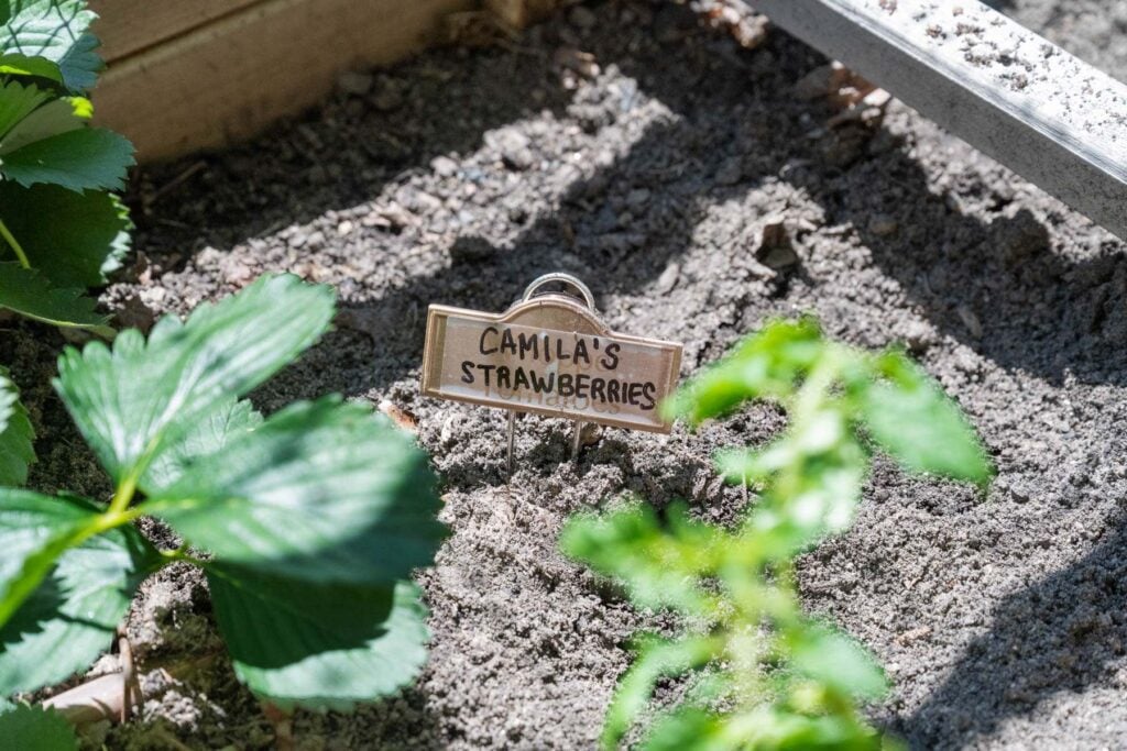 Camila Serrano's strawberries in the family's garden.